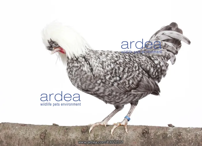  : White-crested Cuckoo Chicken hen