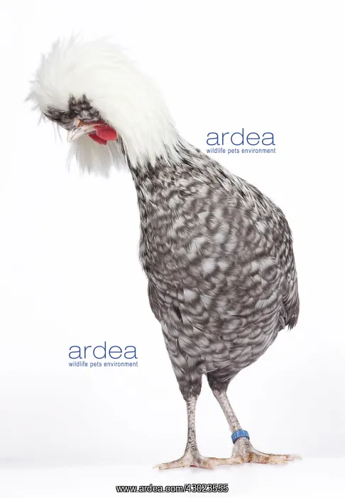  : White-crested Cuckoo Chicken hen