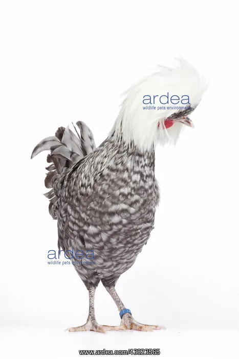  : White-crested Cuckoo Chicken hen