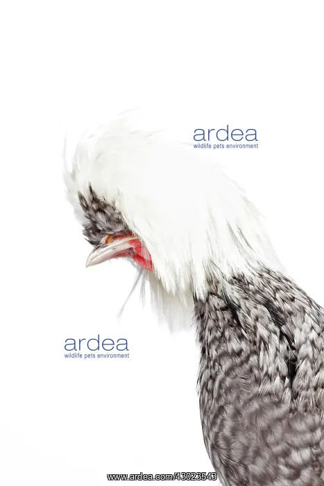  : White-crested Cuckoo Chicken hen portrait
