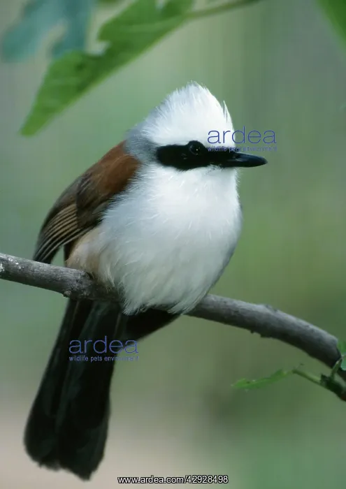 : White-crested Laughing-thrush - perched on branch : White-crested Laughing-thrush - perched on branch
