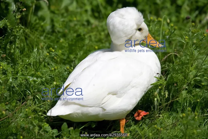 : White crested male call duck - showing characteristic : White crested male call duck - showing characteristic