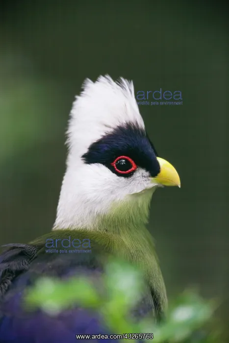 : White - crested Touraco, portrait of bird, native : White - crested Touraco, portrait of bird, native