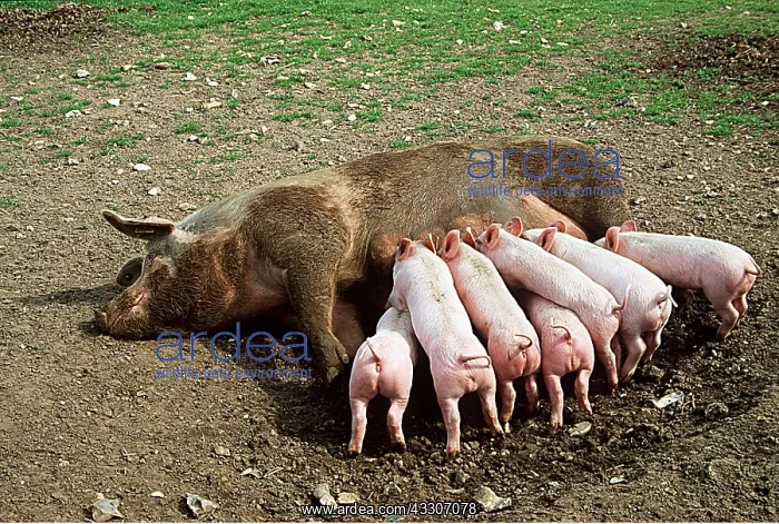 : White Cross-Durock Pigs - Mother feeding seven young piglets : White Cross-Durock Pigs - Mother feeding seven young piglets
