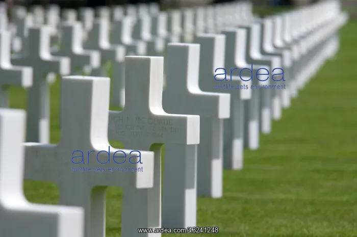 : White crosses for Battle of Normandy, Normandy : White crosses for Battle of Normandy, Normandy