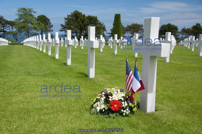  : White crosses for Battle of Normandy, Normandy