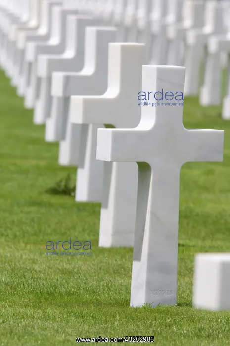 : White crosses marking grave sites of American : White crosses marking grave sites of American