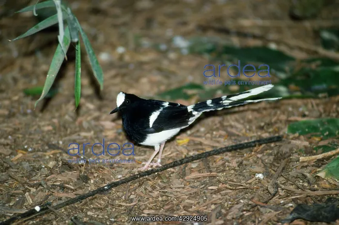 : WHITE-CROWNED FORKTAIL : WHITE-CROWNED FORKTAIL