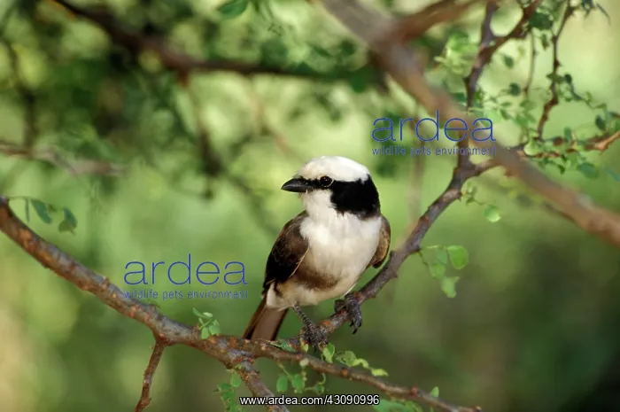 : White-crowned Helmet Shrike : White-crowned Helmet Shrike