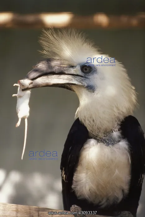 : White-crowned Hornbill : White-crowned Hornbill