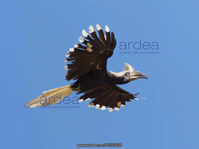 : White Crowned Hornbill in flight Berenicornis co : White Crowned Hornbill in flight Berenicornis co
