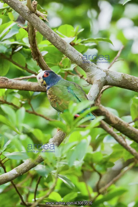 : White-crowned Parrot : White-crowned Parrot
