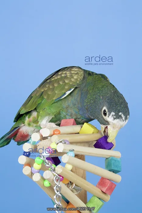 : White-crowned Pionus : White-crowned Pionus