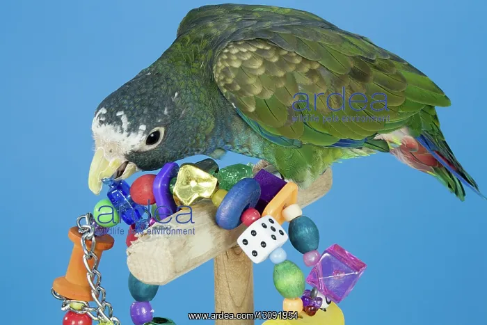 : White-crowned Pionus : White-crowned Pionus