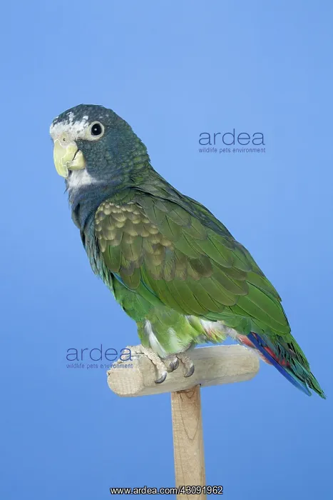 : White-crowned Pionus : White-crowned Pionus