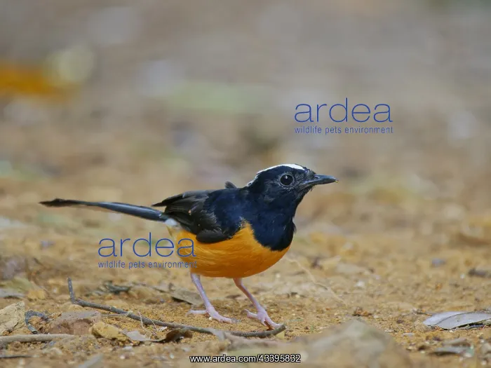 : White Crowned Shama Copsychus stricklandii Sabah : White Crowned Shama Copsychus stricklandii Sabah