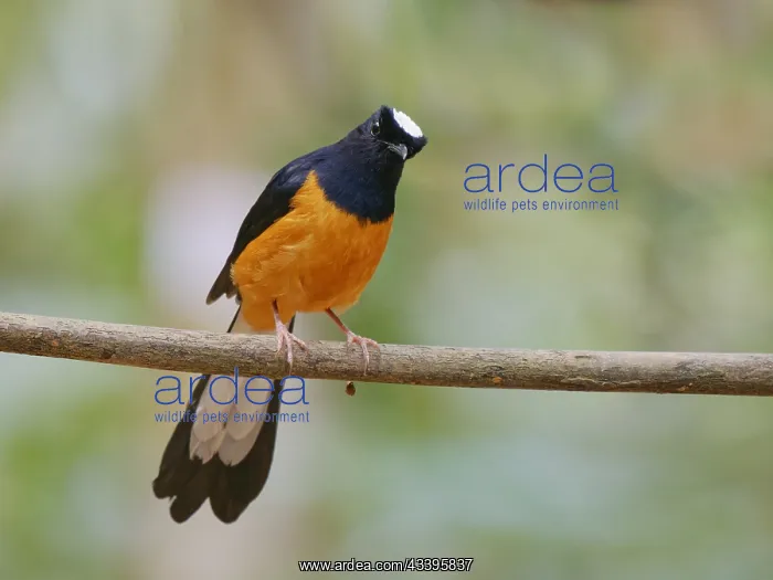 : White Crowned Shama Copsychus stricklandii Sabah : White Crowned Shama Copsychus stricklandii Sabah
