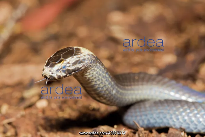 : White-crowned Snake : White-crowned Snake