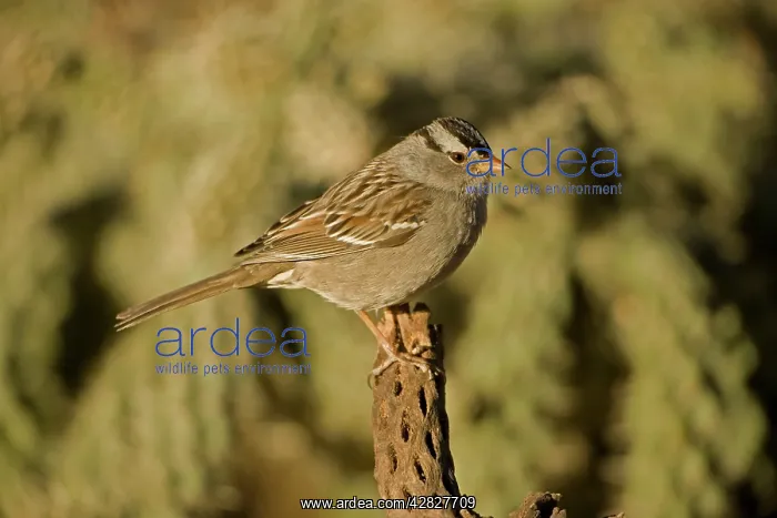 : White-crowned Sparrow : White-crowned Sparrow