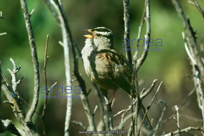 : White-Crowned SPARROW : White-Crowned SPARROW