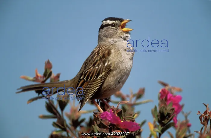 : White-crowned SPARROW : White-crowned SPARROW
