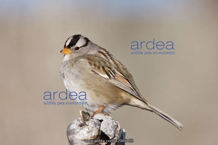 : White-crowned Sparrow : White-crowned Sparrow