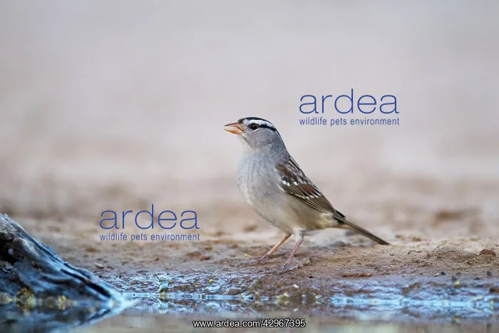 : White-crowned Sparrow : White-crowned Sparrow
