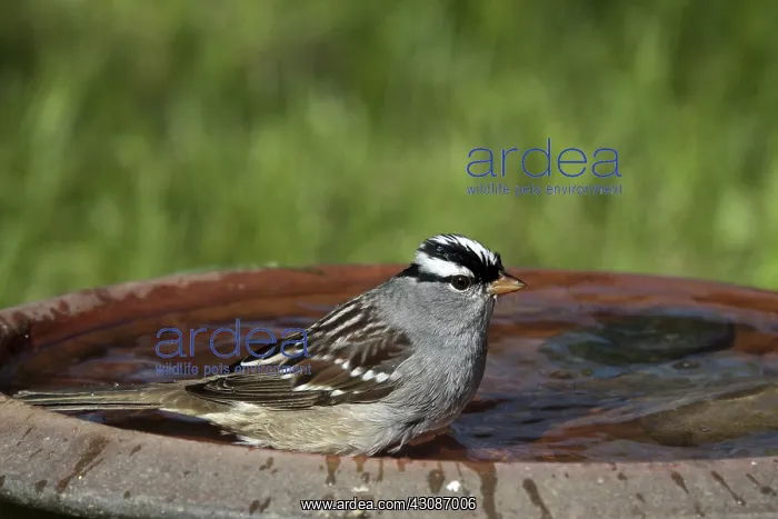 : White-crowned Sparrow : White-crowned Sparrow