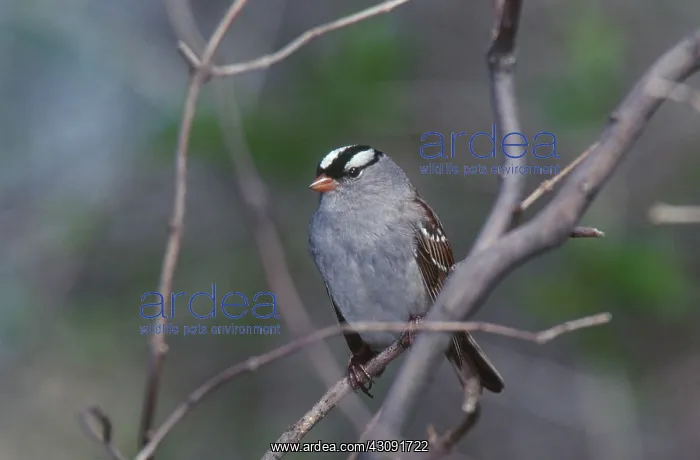 : White-crowned Sparrow : White-crowned Sparrow