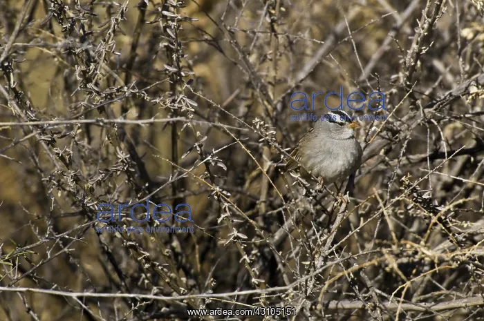 : White-crowned Sparrow : White-crowned Sparrow