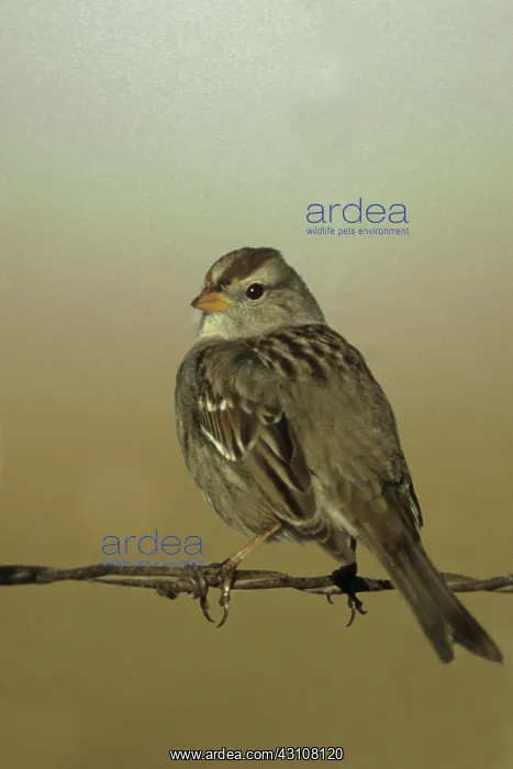: White-crowned Sparrow : White-crowned Sparrow