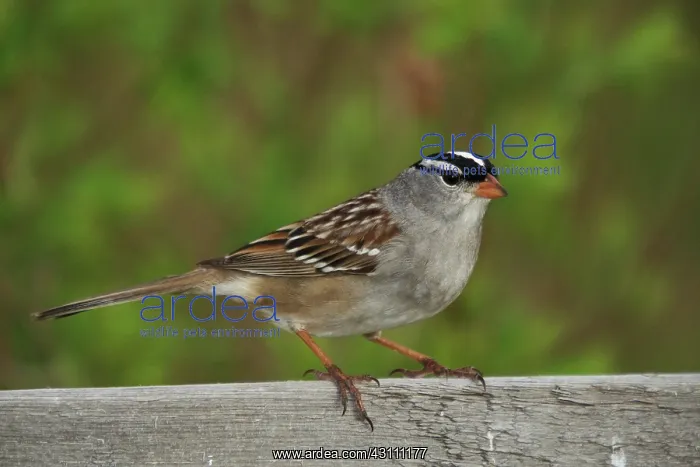 : White-crowned Sparrow : White-crowned Sparrow