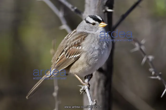 : White-crowned Sparrow : White-crowned Sparrow