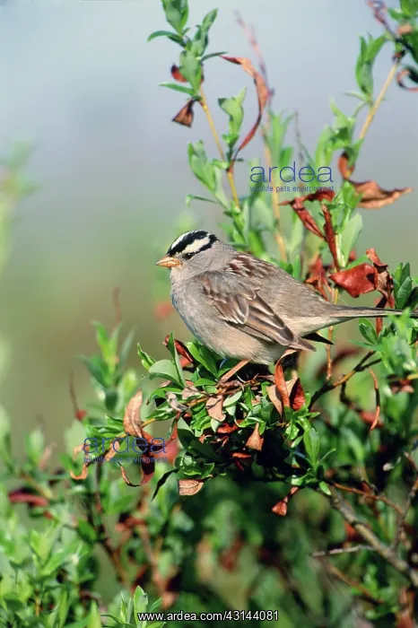 : White-crowned Sparrow : White-crowned Sparrow