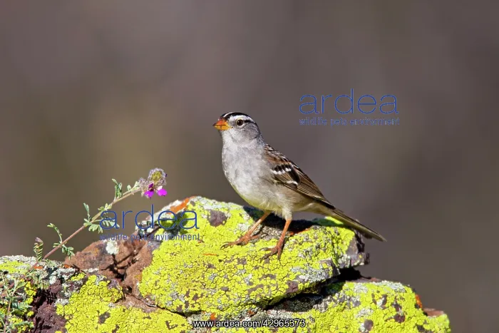 : White-crowned Sparrow - adult in march : White-crowned Sparrow - adult in march