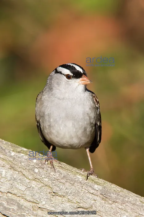 : White-crowned Sparrow - adult in October : White-crowned Sparrow - adult in October