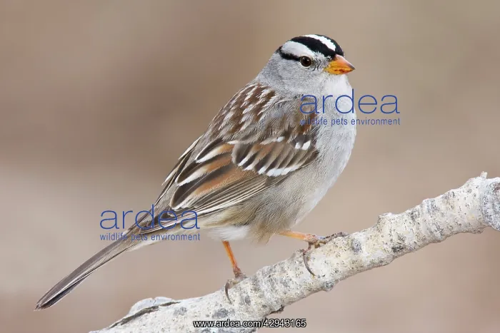 : White-crowned Sparrow - adult in winter : White-crowned Sparrow - adult in winter