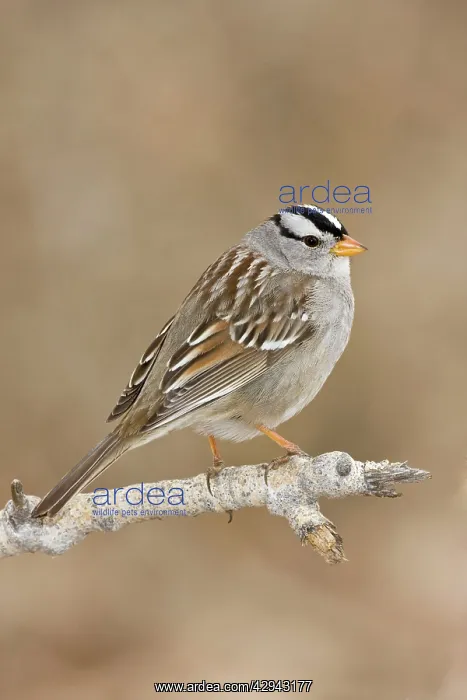 : White-crowned Sparrow - adult in winter : White-crowned Sparrow - adult in winter