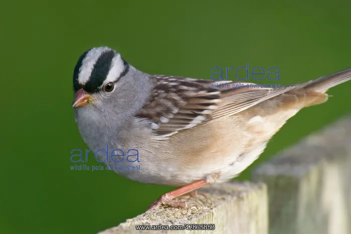 : White-crowned Sparrow - on backyard fence : White-crowned Sparrow - on backyard fence