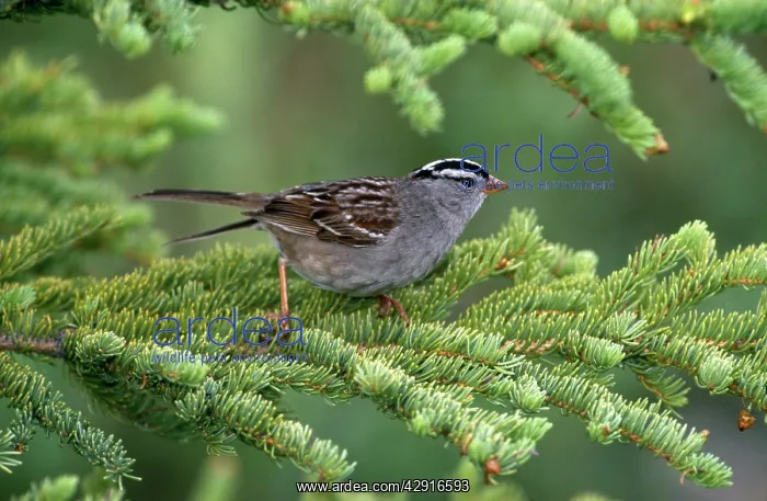: White-Crowned SPARROW - on conifer : White-Crowned SPARROW - on conifer