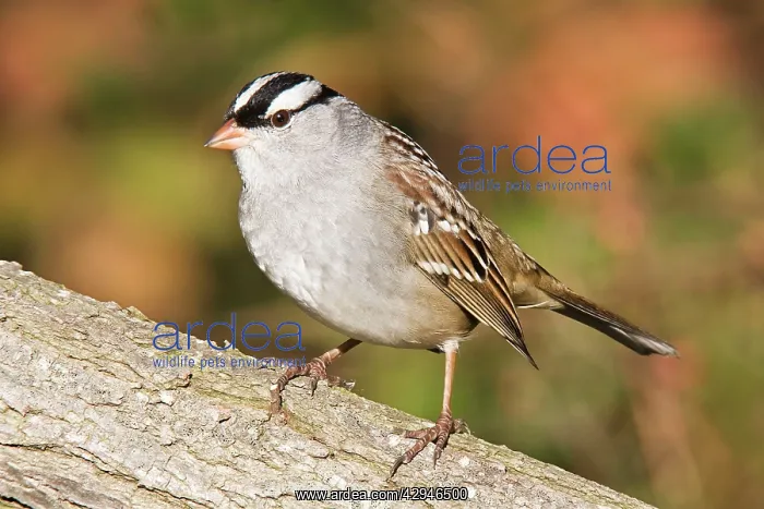 : White-crowned Sparrow - East Haven CT : White-crowned Sparrow - East Haven CT