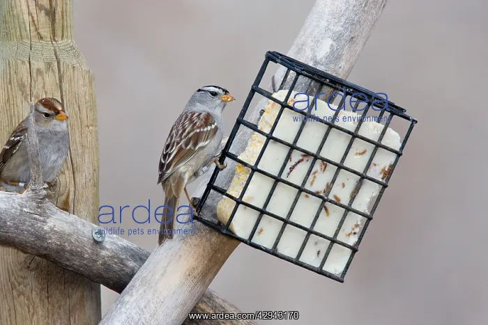 : White-crowned Sparrow - eating suet : White-crowned Sparrow - eating suet