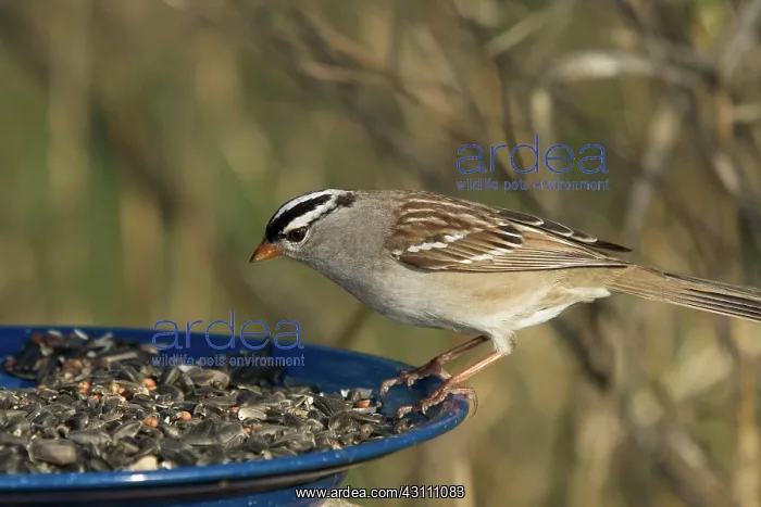 : White-Crowned Sparrow Eats : White-Crowned Sparrow Eats