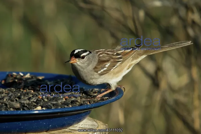 : White-Crowned Sparrow Eats : White-Crowned Sparrow Eats