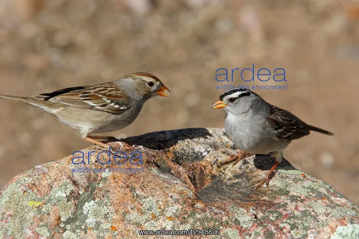 : White-crowned Sparrow - female & male : White-crowned Sparrow - female & male