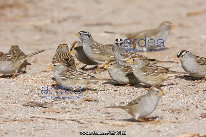 : White-crowned Sparrow - flock in winter : White-crowned Sparrow - flock in winter