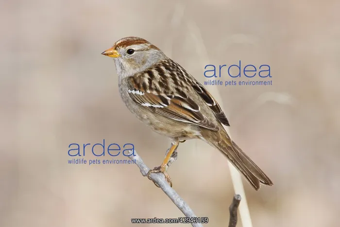 : White-crowned Sparrow - immature in winter : White-crowned Sparrow - immature in winter