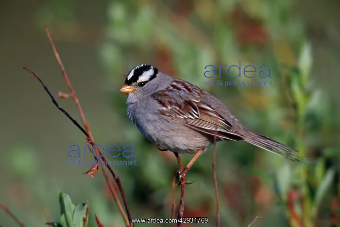 : White-Crowned SPARROW - ON PERCH : White-Crowned SPARROW - ON PERCH
