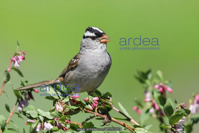 : White-crowned Sparrow - perched in flowering shrub near alpi : White-crowned Sparrow - perched in flowering shrub near alpi