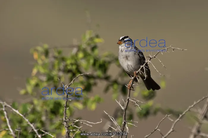 : White-crowned sparrow (Zonotrichia leucophrys) : White-crowned sparrow (Zonotrichia leucophrys)